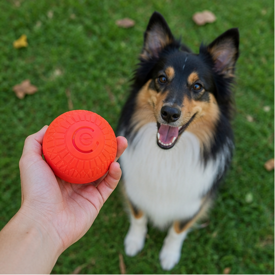Pelota interactiva para perros
